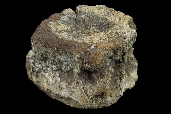 Fossil Theropod (Tyrannosaur) Vertebra - Aguja Formation, Texas #116530